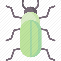 甲虫