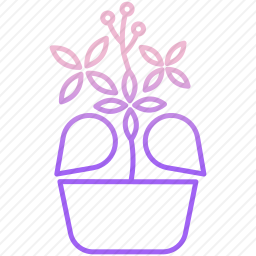 <em>植物</em>
