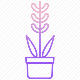 <em>植物</em>