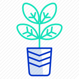 <em>植物</em>