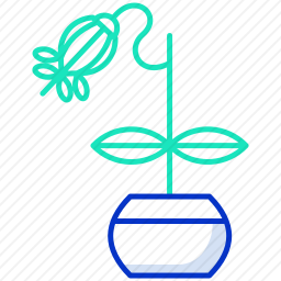 <em>植物</em>