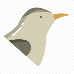 鸟