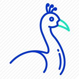 孔雀