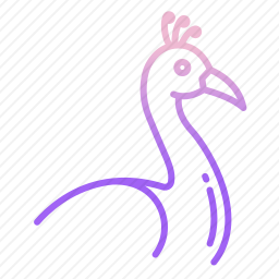 孔雀