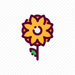 金盏花
