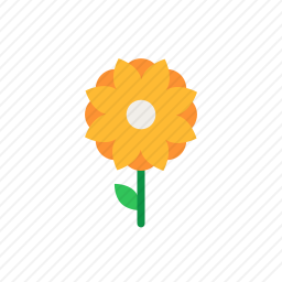 金盏花