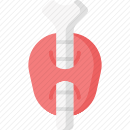 甲状腺
