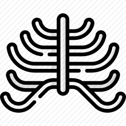 ribcage