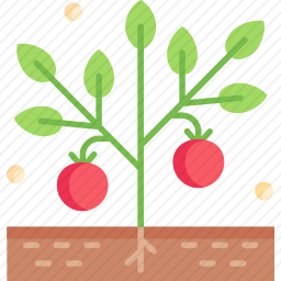植物