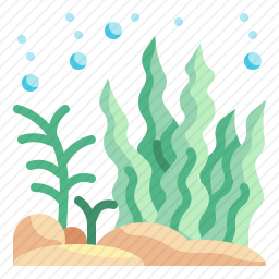 <em>海藻</em>
