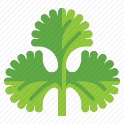 <em>香菜</em>