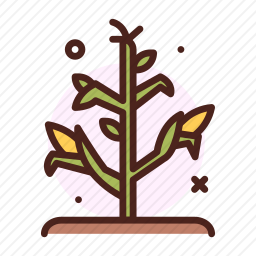 <em>玉米</em>