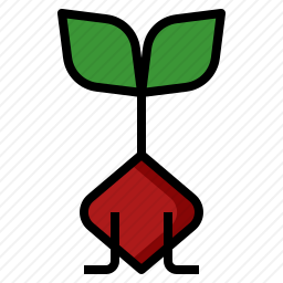 甜菜根