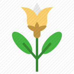 <em>洋甘菊</em>