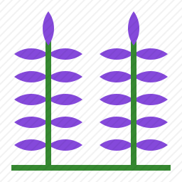 薰衣草