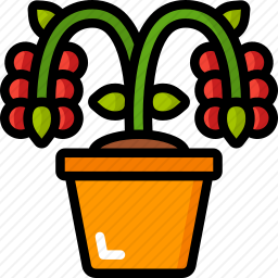 植物