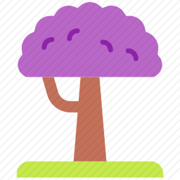 蓝花楹