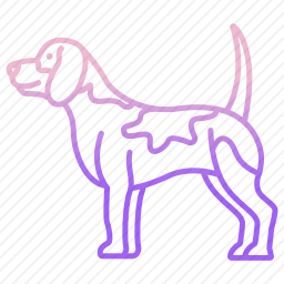 比格犬