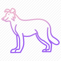 边境牧羊犬