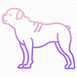 斗牛犬
