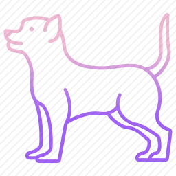 奇瓦瓦犬