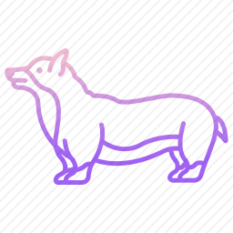 科基犬
