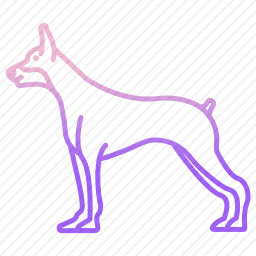 杜宾犬