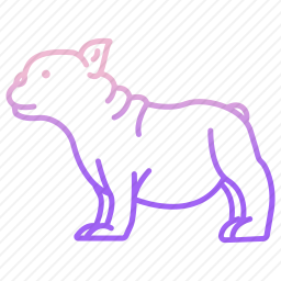 法国斗牛犬