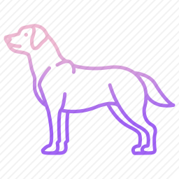 拉布拉多猎犬