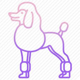 贵宾犬