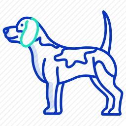 比格犬