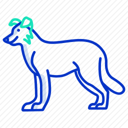 边境牧羊犬