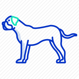 斗牛犬