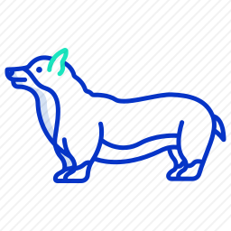 科基犬
