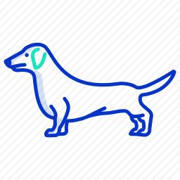 腊肠犬