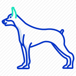 杜宾犬