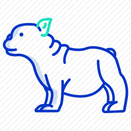 法国斗牛犬