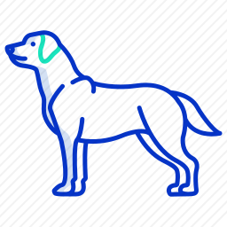 拉布拉多猎犬
