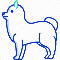 博美犬