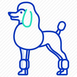 贵宾犬