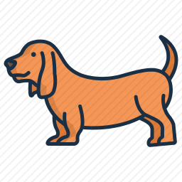 巴吉度猎犬