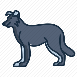 边境牧羊犬