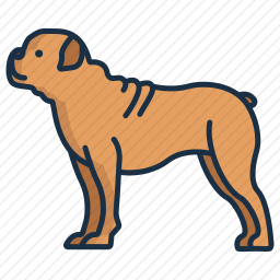 斗牛犬