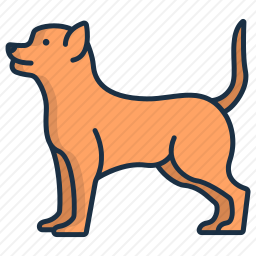 奇瓦瓦犬