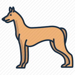 法老猎犬