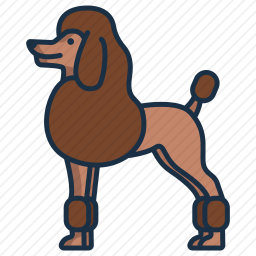 贵宾犬