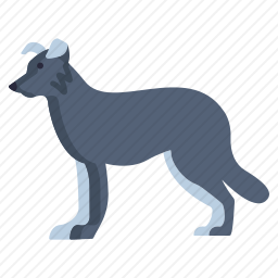 边境牧羊犬