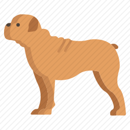 斗牛犬