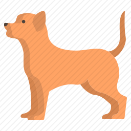 奇瓦瓦犬