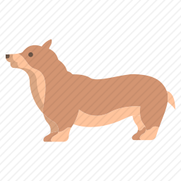 科基犬